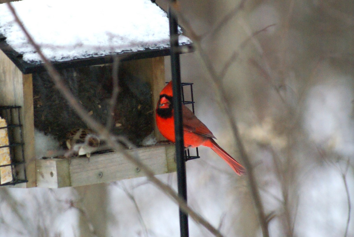 Northern Cardinal - ML647079581