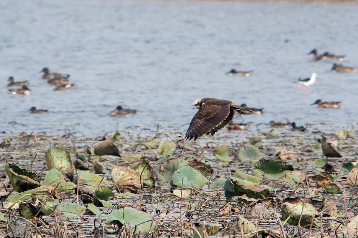 ヨーロッパチュウヒ - ML647079584