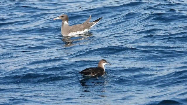 Persian Shearwater - ML647079588