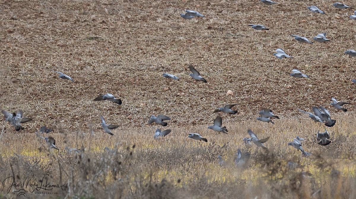 Stock Dove - ML647079593