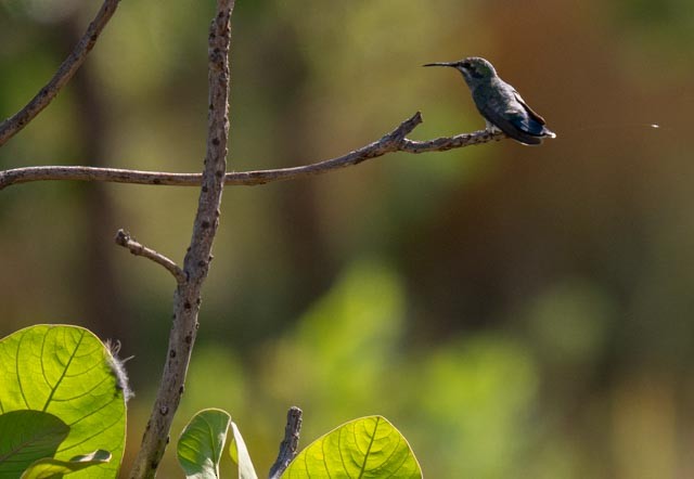 White-vented Violetear - ML647079594