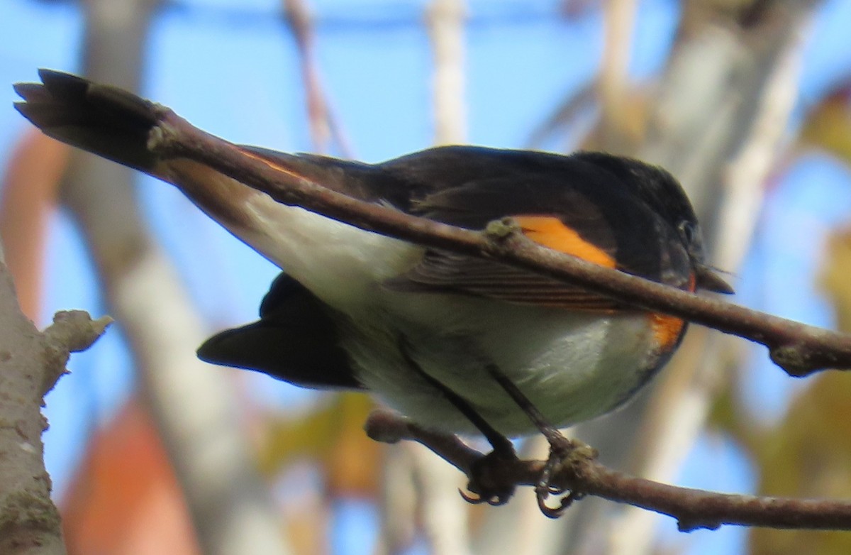 סבכון חכלילי - ML647079597
