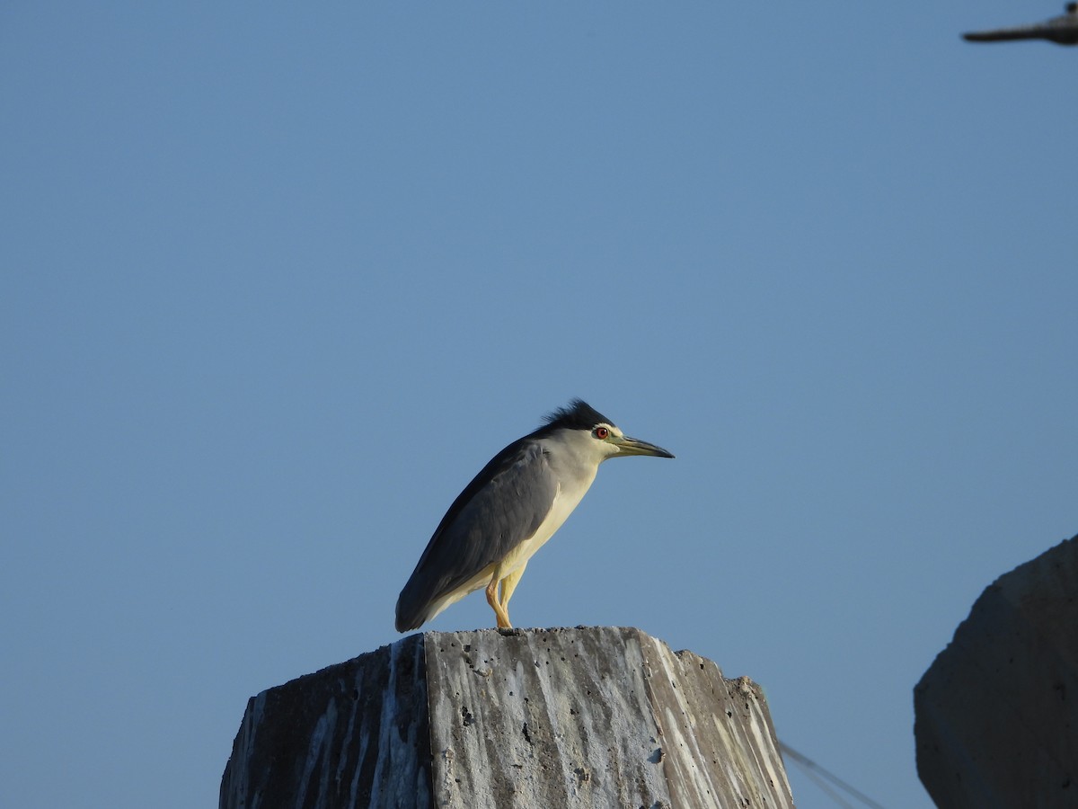 Black-crowned Night Heron - ML647079599