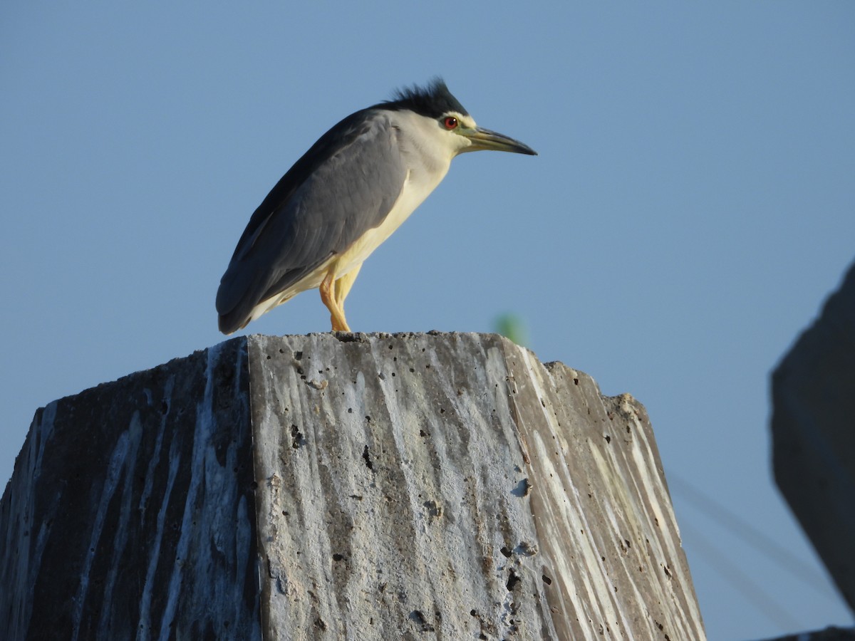 Black-crowned Night Heron - ML647079606