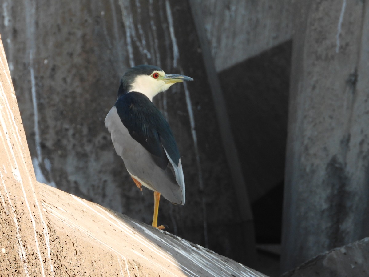 Black-crowned Night Heron - ML647079610