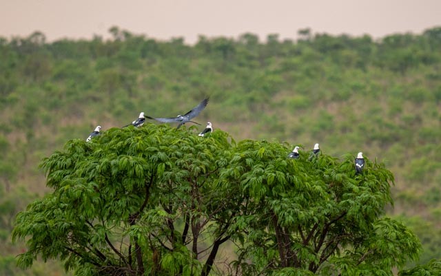 Swallow-tailed Kite - ML647079620