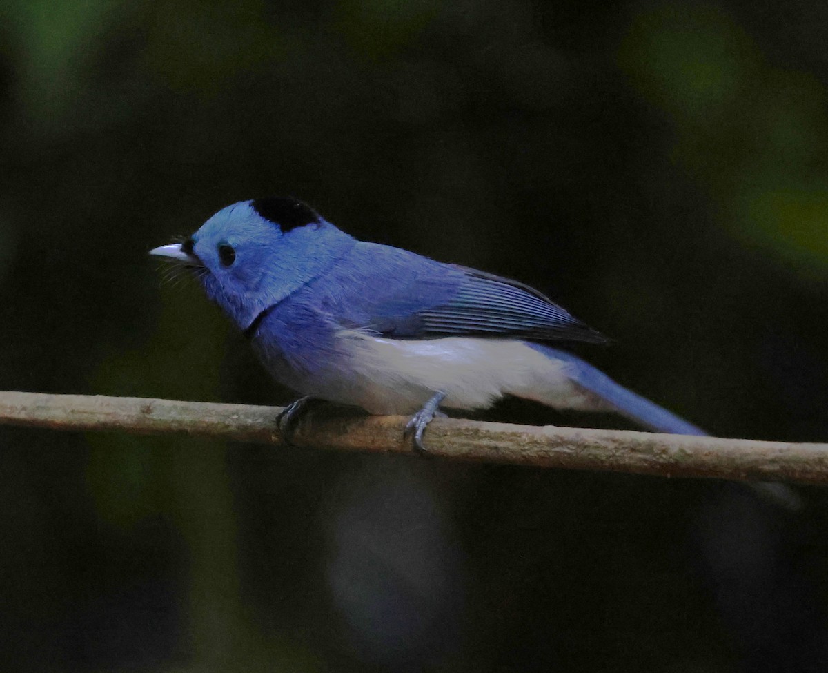 Black-naped Monarch - ML647079625