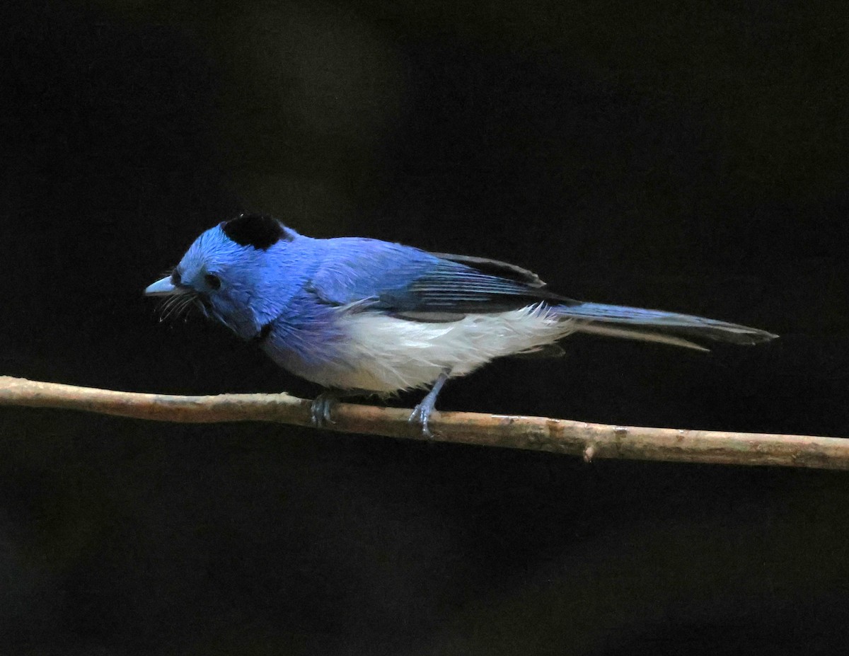Black-naped Monarch - ML647079626