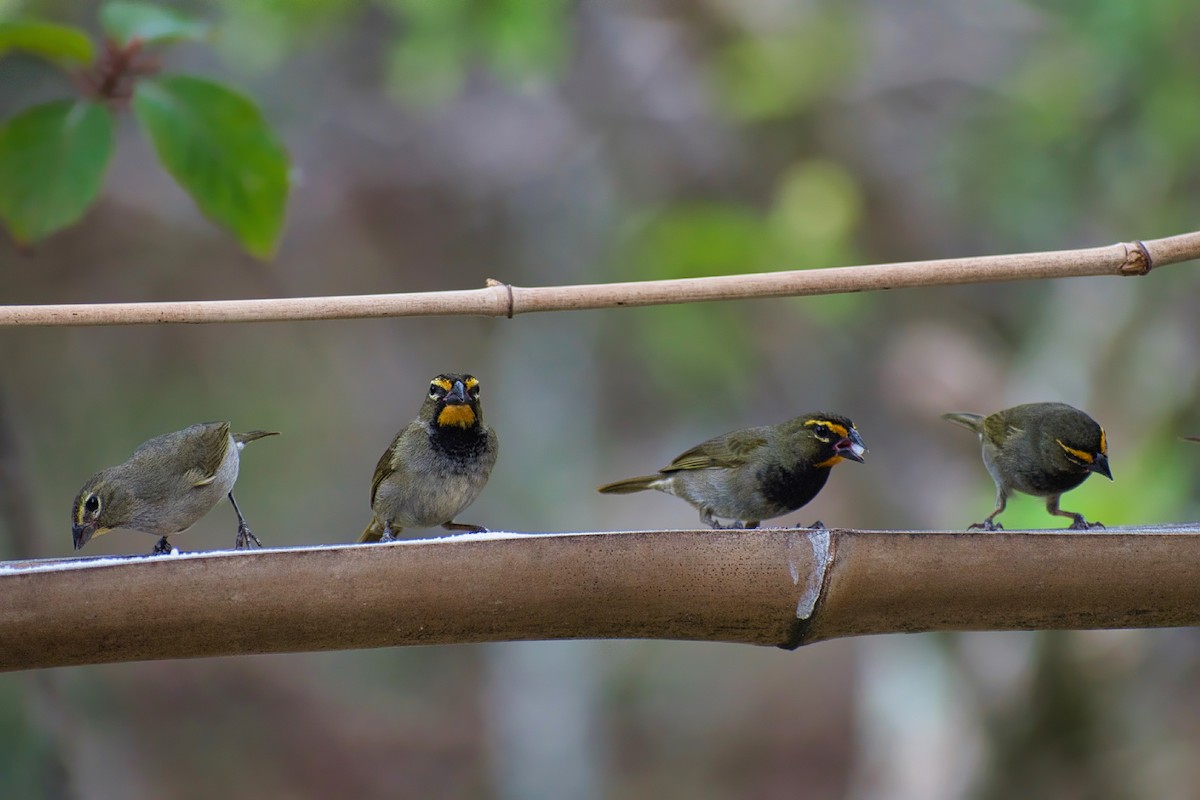 Yellow-faced Grassquit - ML647079630