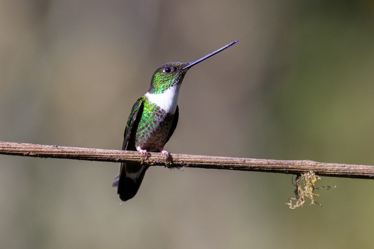 Collared Inca (Collared) - ML647079638