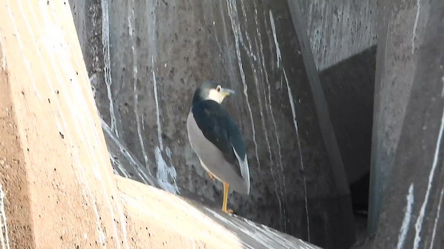 Black-crowned Night Heron - ML647079640