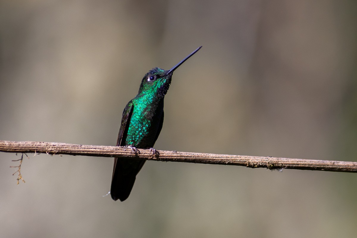 Tiryan Metalkuyruğu (tyrianthina/quitensis) - ML647079643