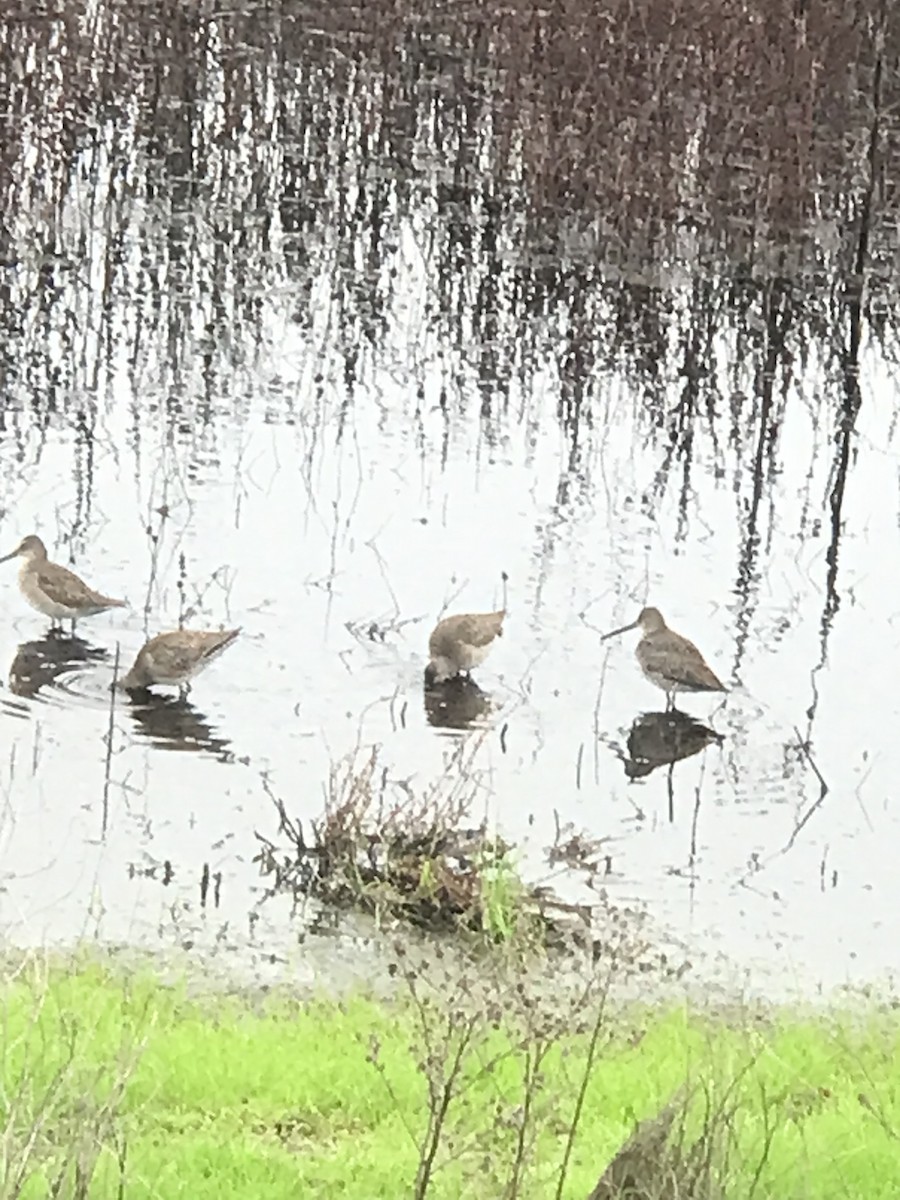 eBird Checklist - 16 Dec 2025 - Pixley National Wildlife Refuge, Pixley ...