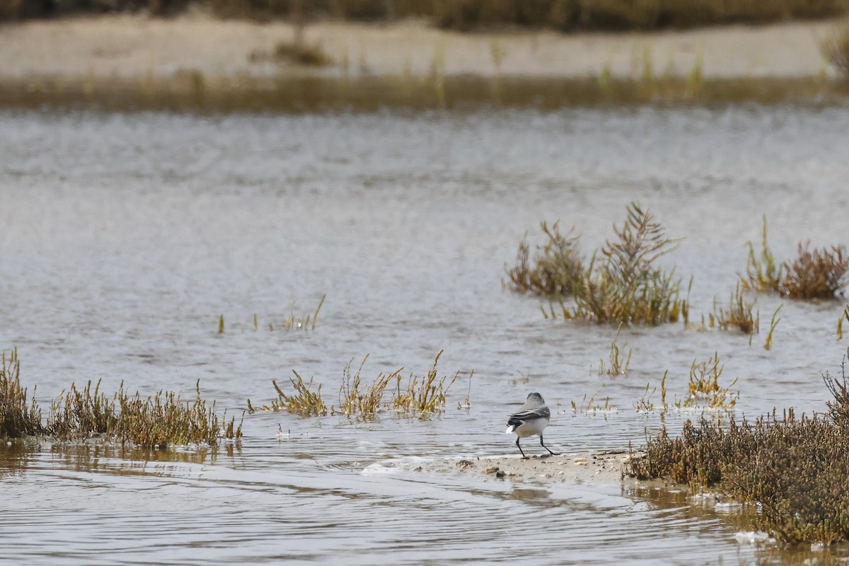 White Wagtail - ML647079647