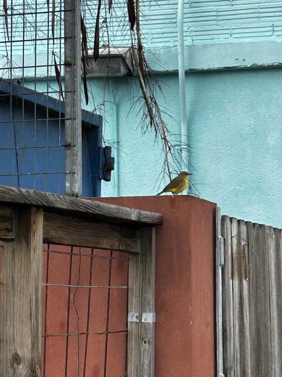 Cattle Tyrant - ML647079652