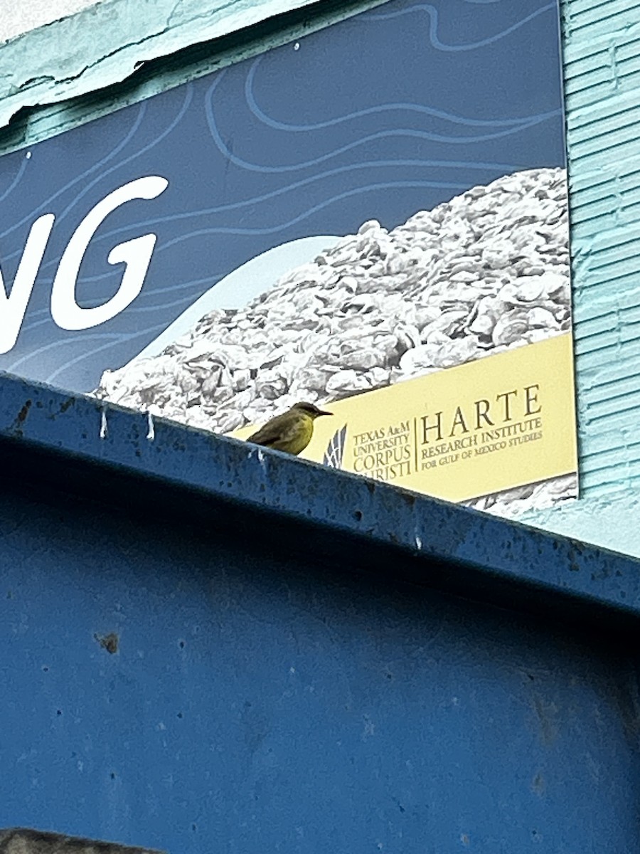 Cattle Tyrant - ML647079653