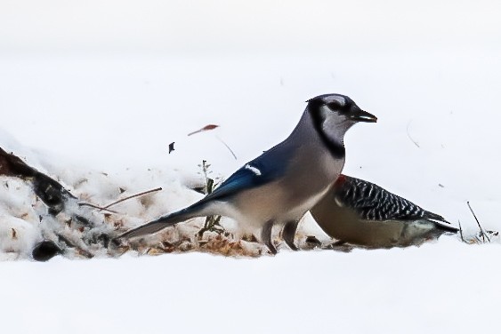 Blue Jay - ML647079654