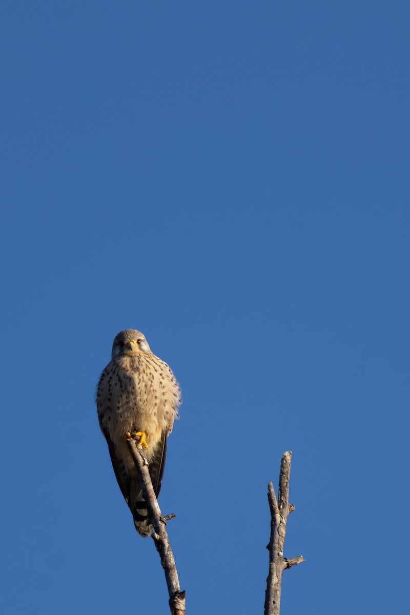בז מצוי (אירואסייתי) - ML647079658