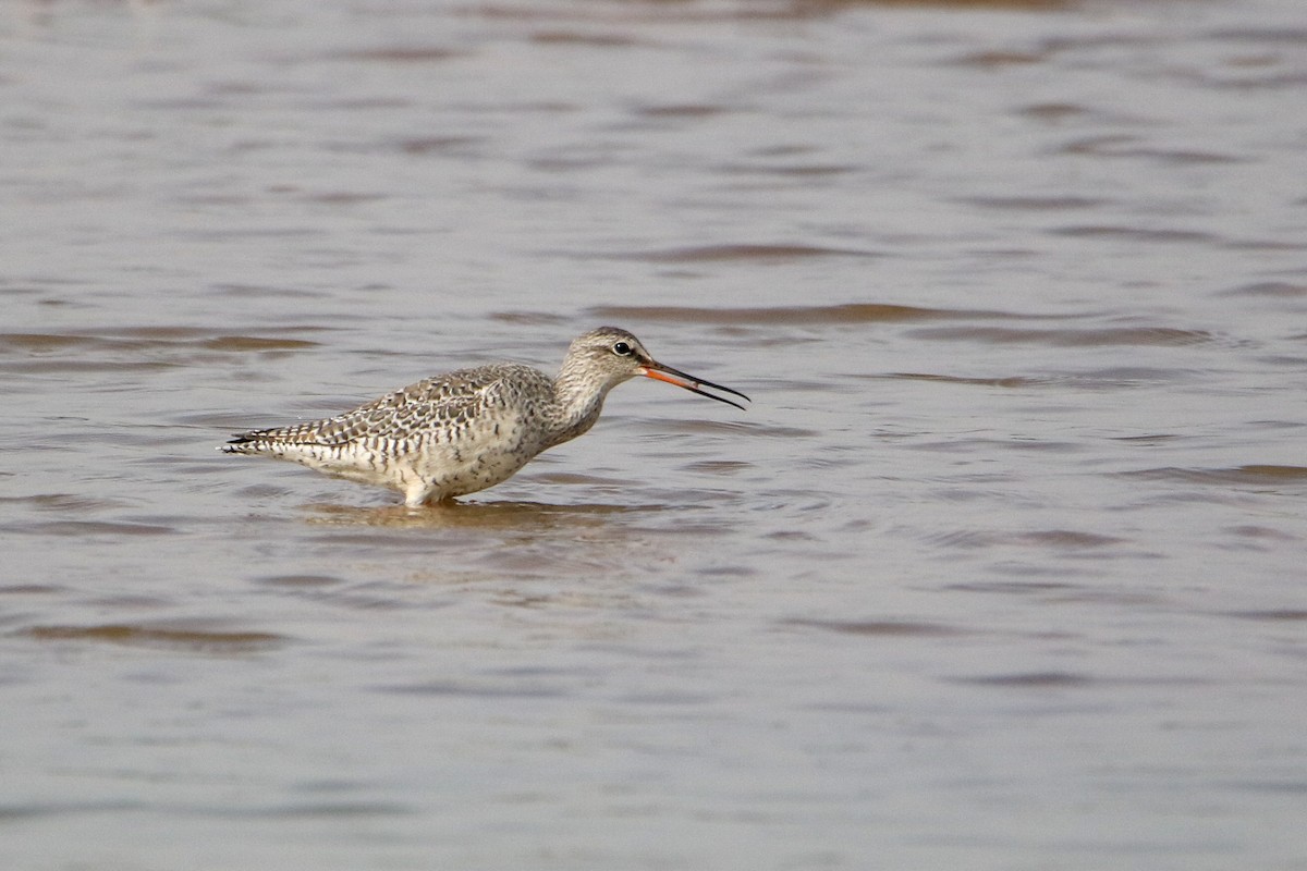 ツルシギ - ML647079660