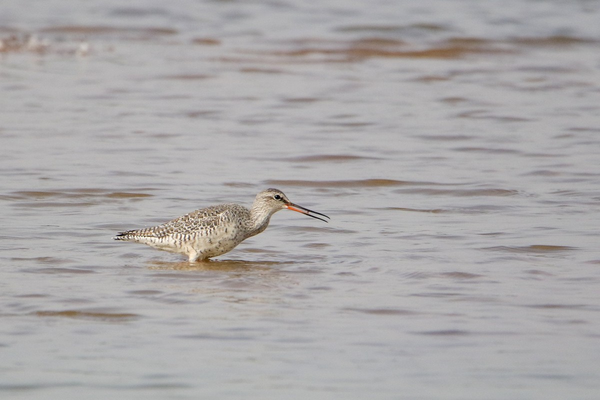 ツルシギ - ML647079661