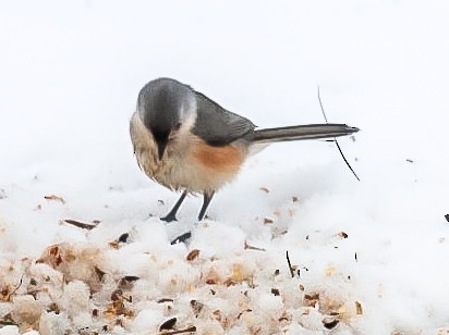 Tufted Titmouse - ML647079662