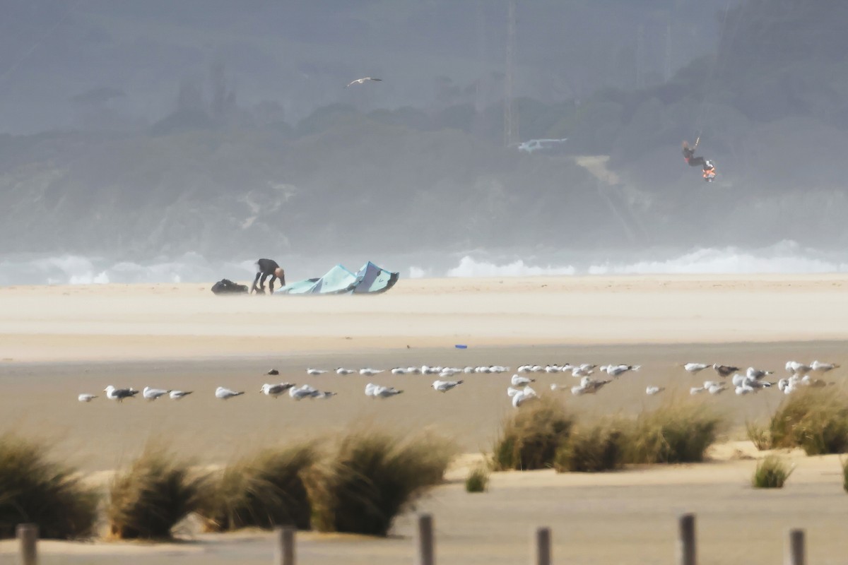 Kaio iluna - ML647079663