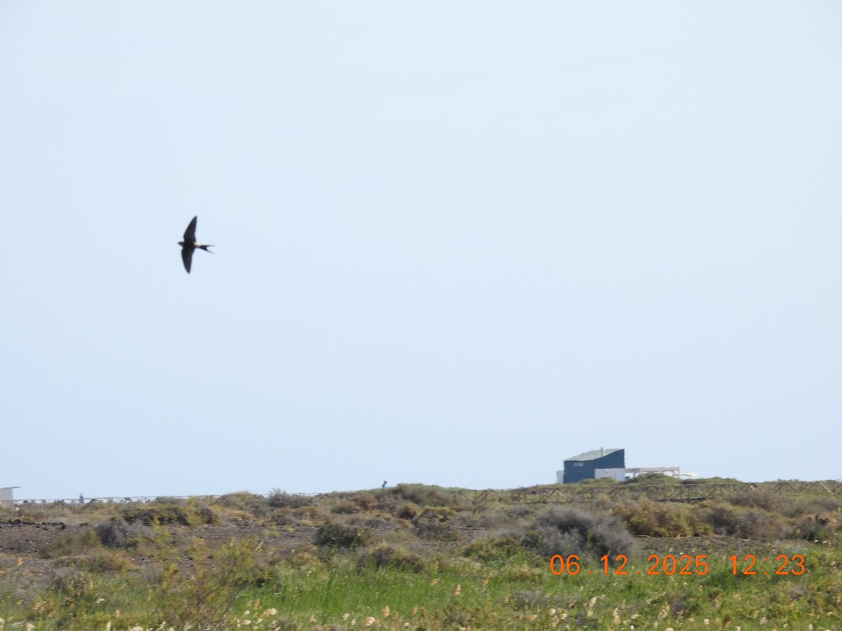 Kızıl Kırlangıç - ML647079668