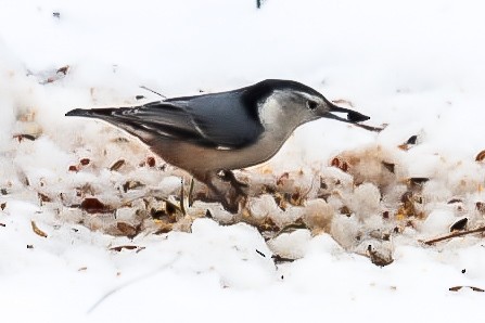 White-breasted Nuthatch - ML647079670