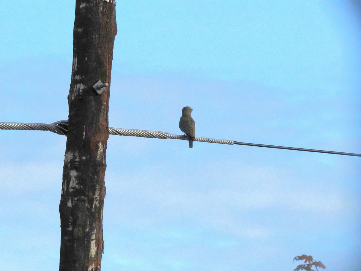 European Roller - ML647079671