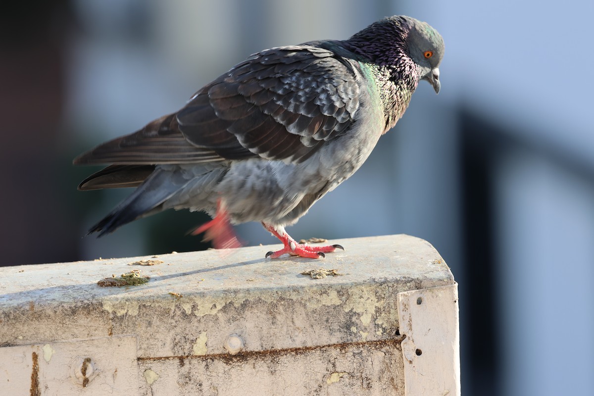 Kaya Güvercini (evcil tip) - ML647079672