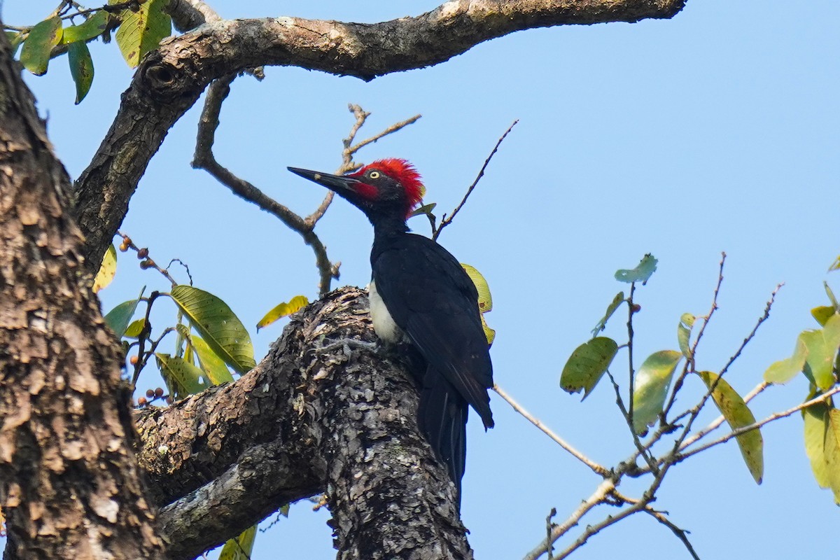 White-bellied Woodpecker - ML647079679
