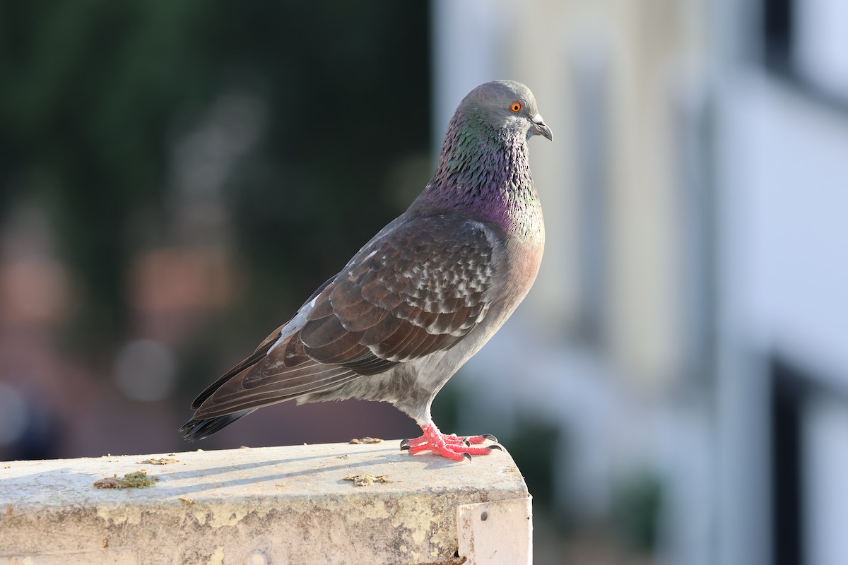 Kaya Güvercini (evcil tip) - ML647079680