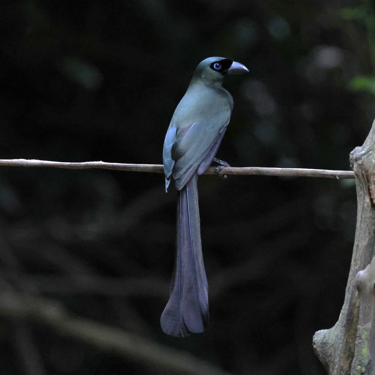 クロラケットオナガ - ML647079683