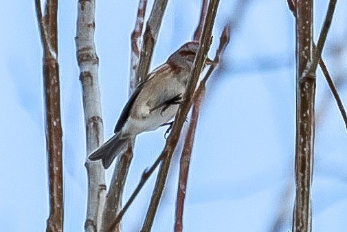 American Tree Sparrow - ML647079686