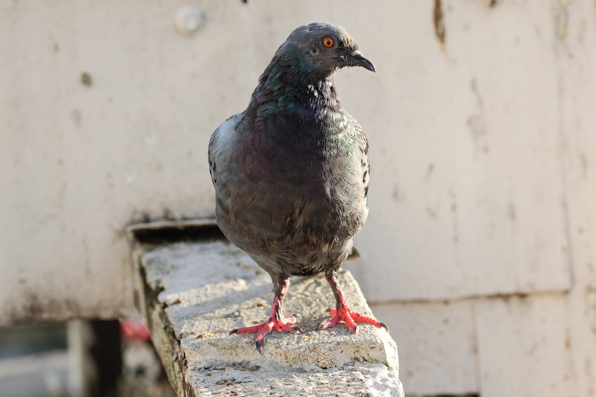 Kaya Güvercini (evcil tip) - ML647079689