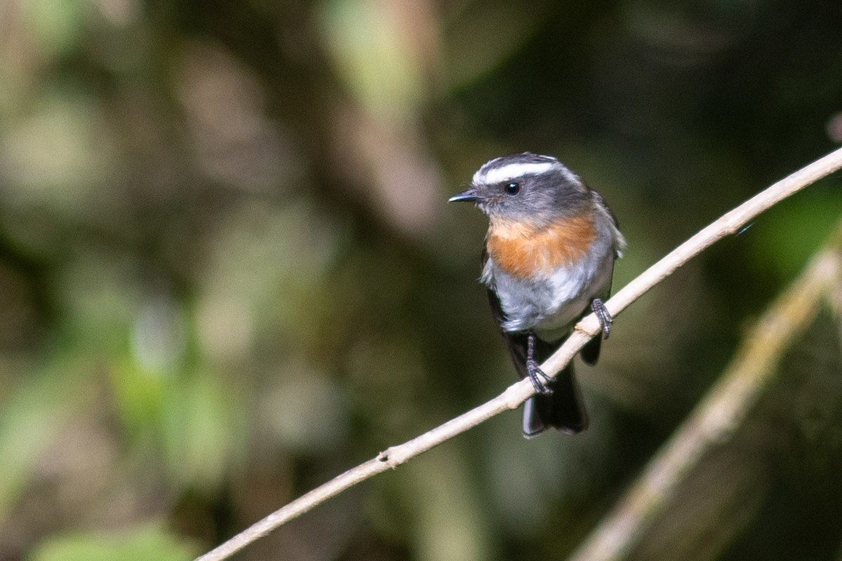 Rufous-breasted Chat-Tyrant - ML647079690