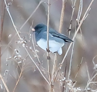 Dark-eyed Junco - ML647079692