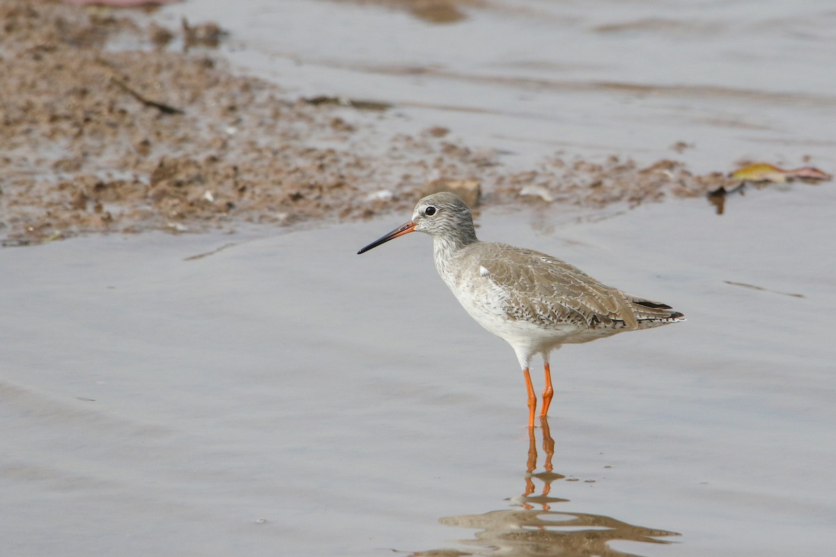 アカアシシギ - ML647079697