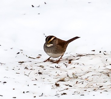 White-throated Sparrow - ML647079698