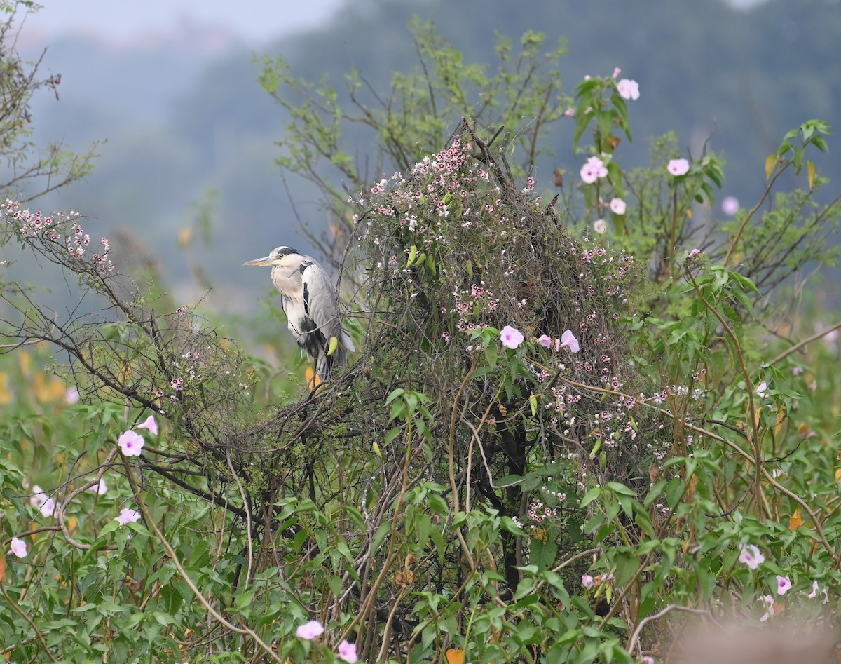 Gray Heron - ML647079700