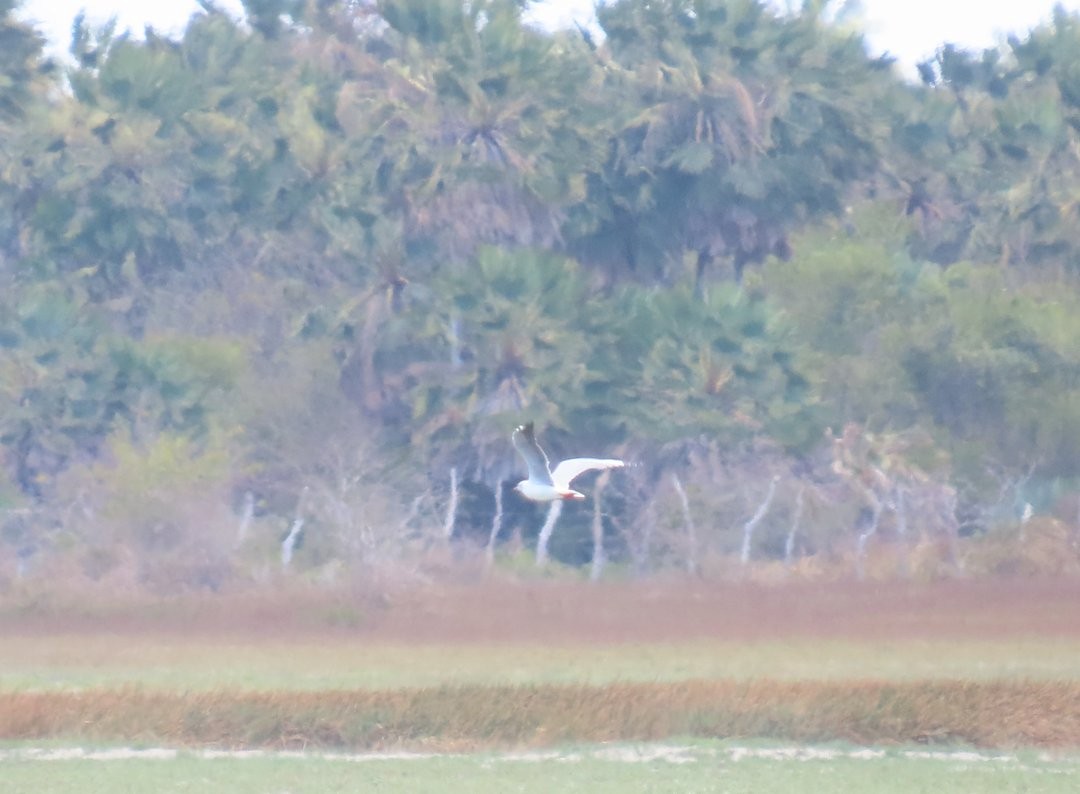 racek šedohlavý - ML647079702