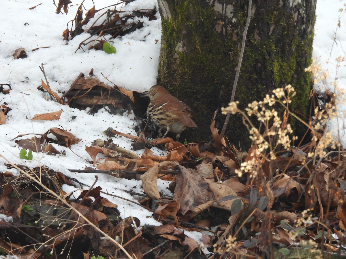 Brown Thrasher - ML647079705