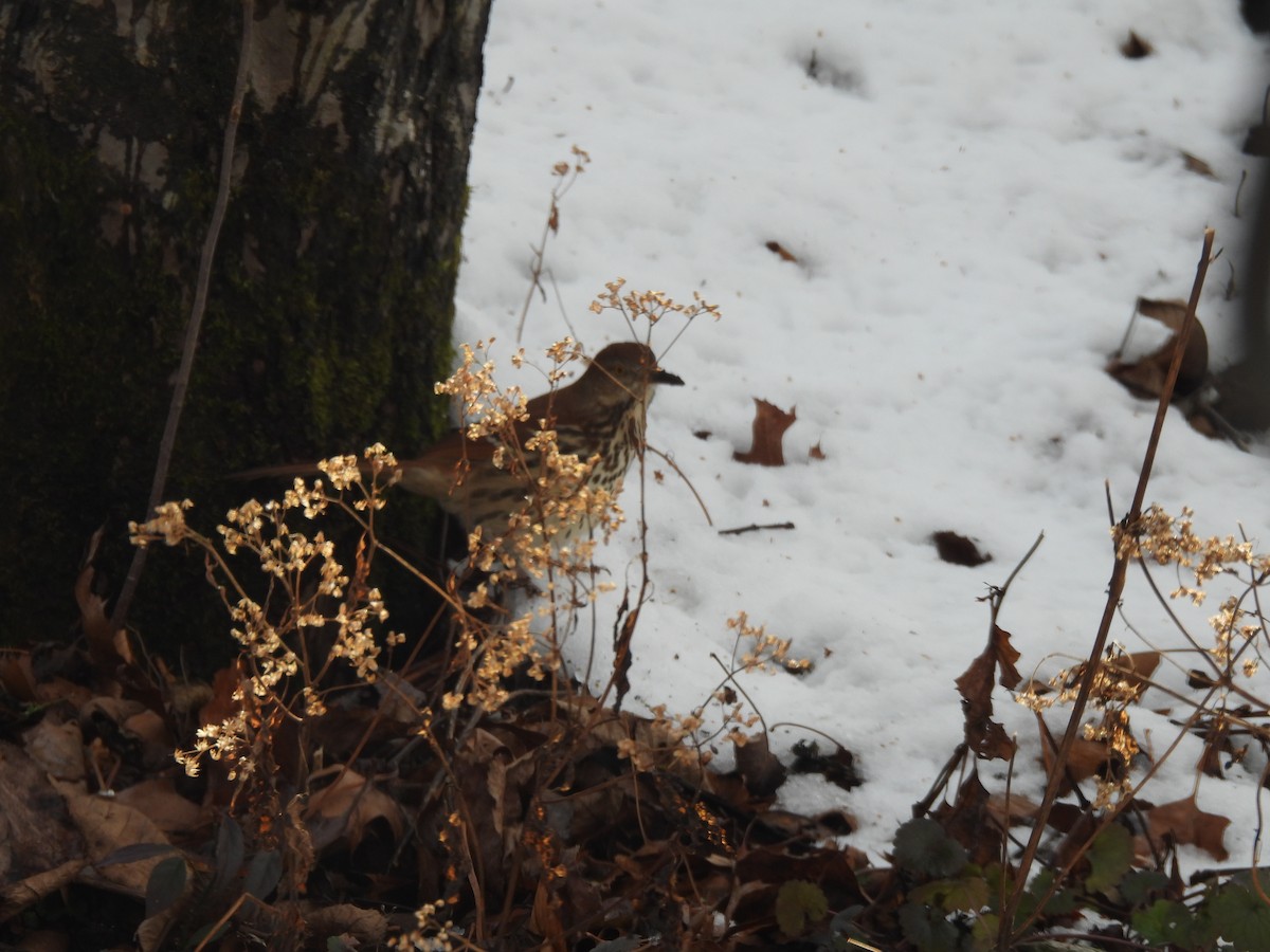 Brown Thrasher - ML647079706