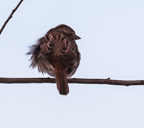 Song Sparrow - ML647079708
