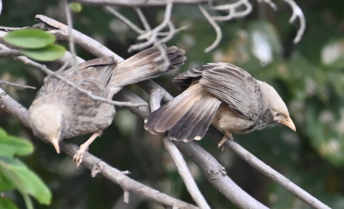 Yellow-billed Babbler - ML647079711