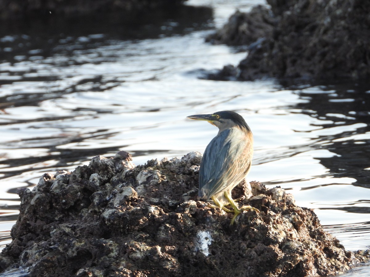 Little Heron - ML647079713