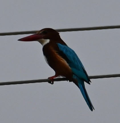 White-throated Kingfisher - ML647079718