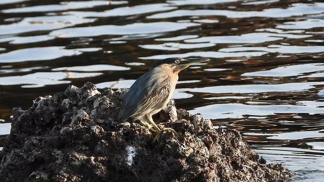 småhegre - ML647079719