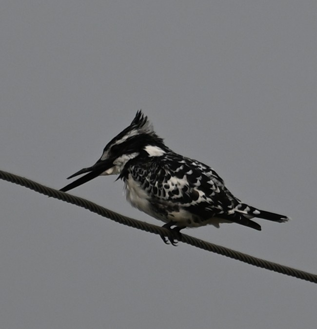 Pied Kingfisher - ML647079720