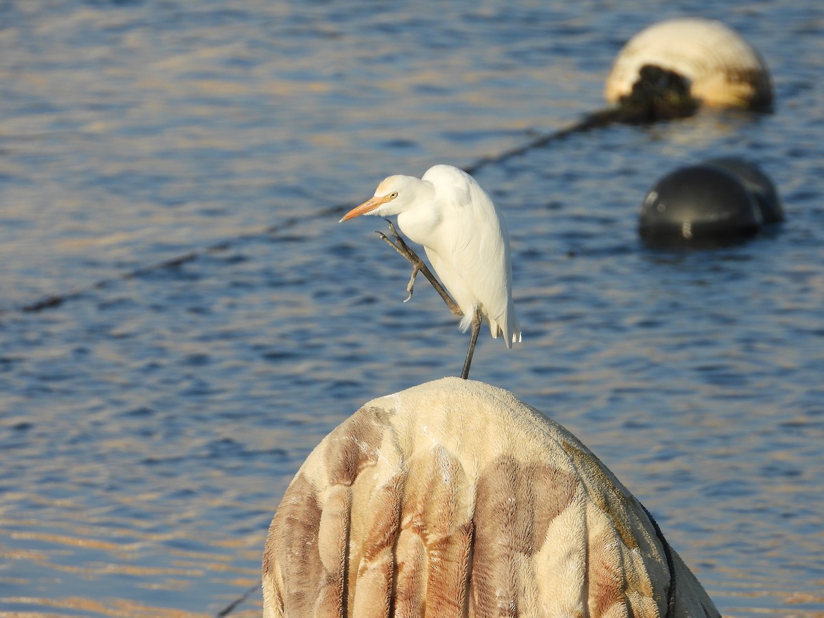 Garcilla Bueyera Occidental - ML647079724